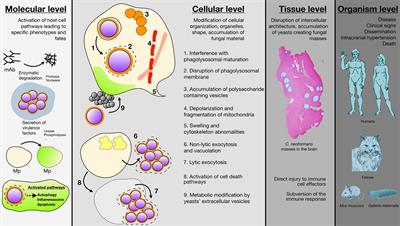 Mechanisms of Cryptococcus neoformans-Mediated Host Damage